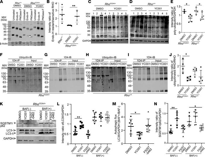 YC-001 improves RHO homeostasis and reduces autophagy flux in the RhoP23...
