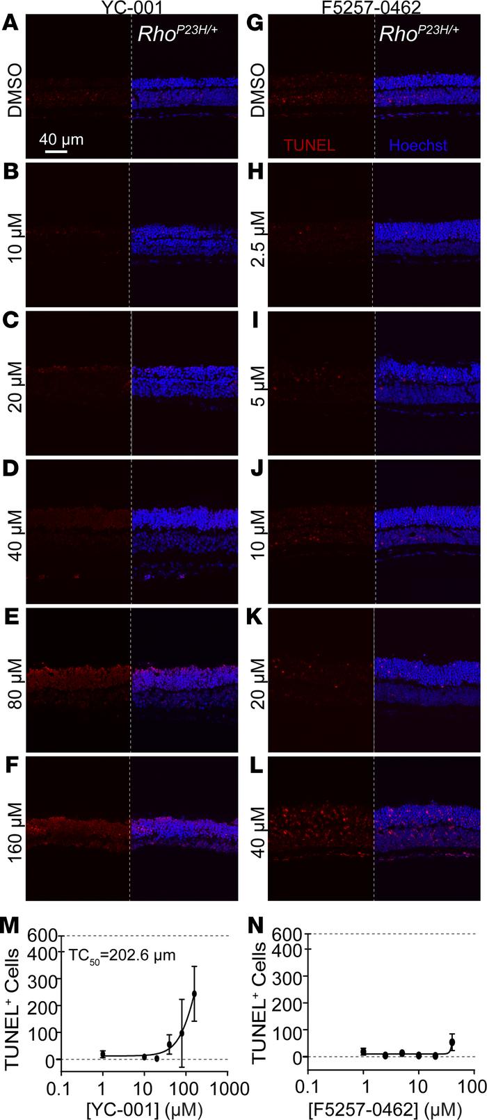The efficacious dose of YC-001 and F5257-0462 are safe for the retinal e...