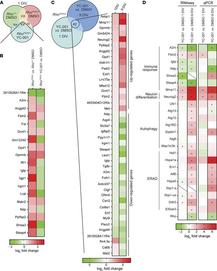 Transcriptome analysis from RNA-Seq data comparing Rho+/+ and RhoP23H/+ ...