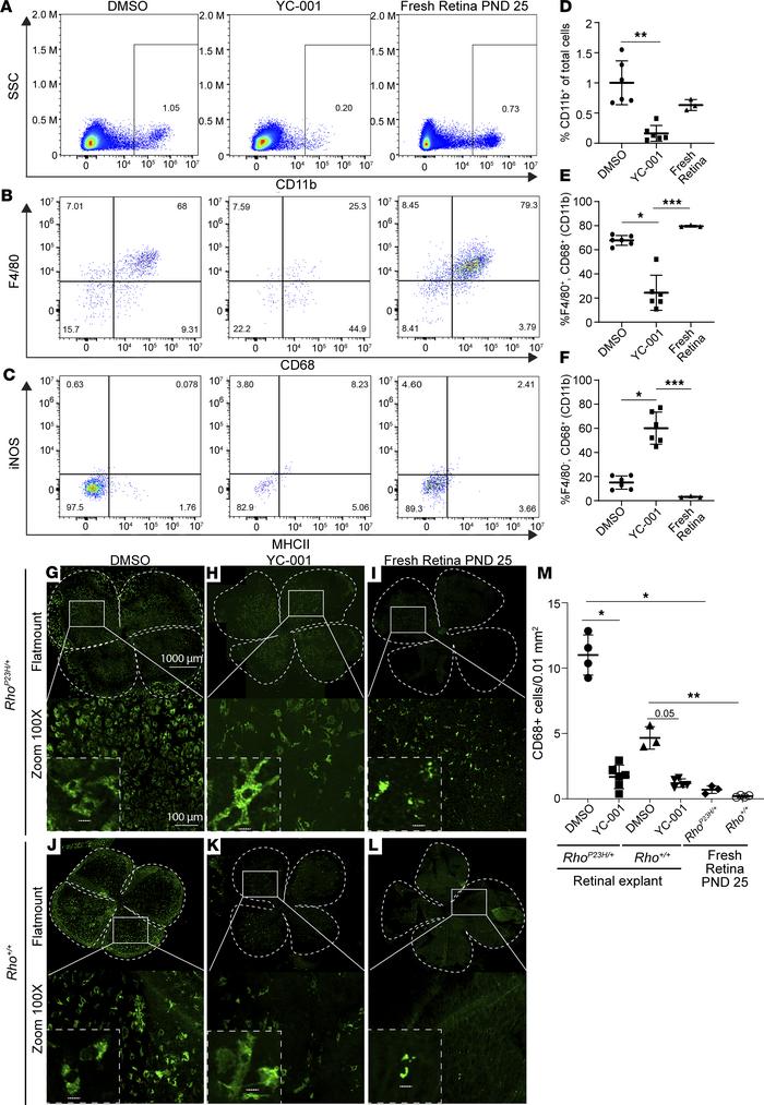YC-001 reduces number of macrophages in the retinal explants.
Mouse reti...