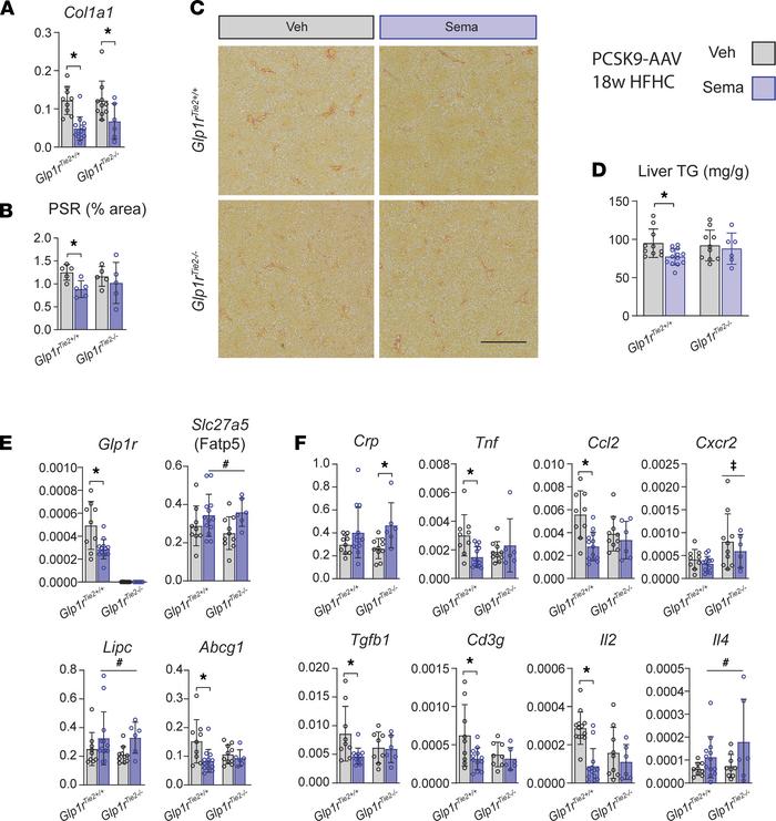 Semaglutide reduces liver fibrosis and hepatic cytokine gene expression ...