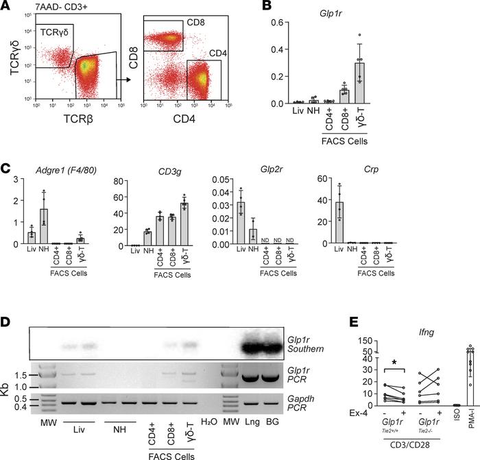 Glp1r expression in the liver is localized to CD8α and γδ T cells.
(A) C...