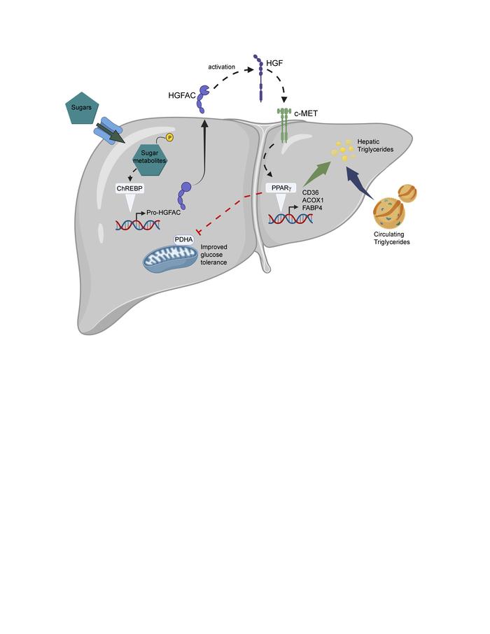graphical abstract