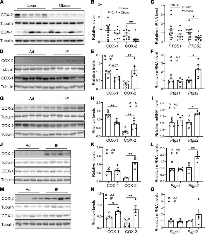 COX-2 expression is suppressed by obesity and is induced by IF in AT.
Th...