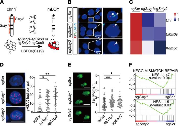 Generating mLOY in mouse HSPCs.
(A) Schematic of CRISPR/Cas9 genome edit...