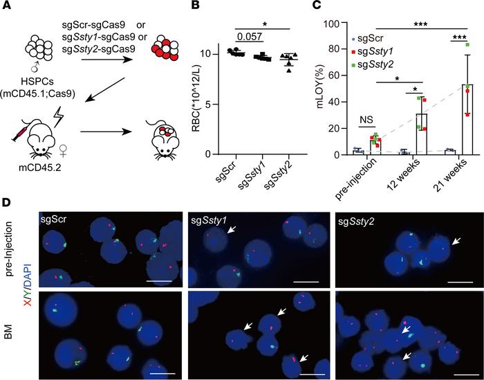 mLOY gives rise to clonal hematopoiesis in mice.
(A) Schematic showing t...