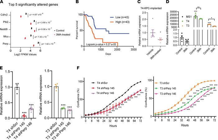 
Perp is elevated in tumor cells and is antagonized by 3-MA.
(A) A graph...