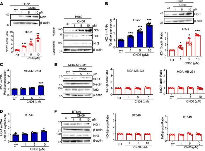 CN06 activates Nrf2 and induces HO-1 in a tissue preferential manner.
H9...
