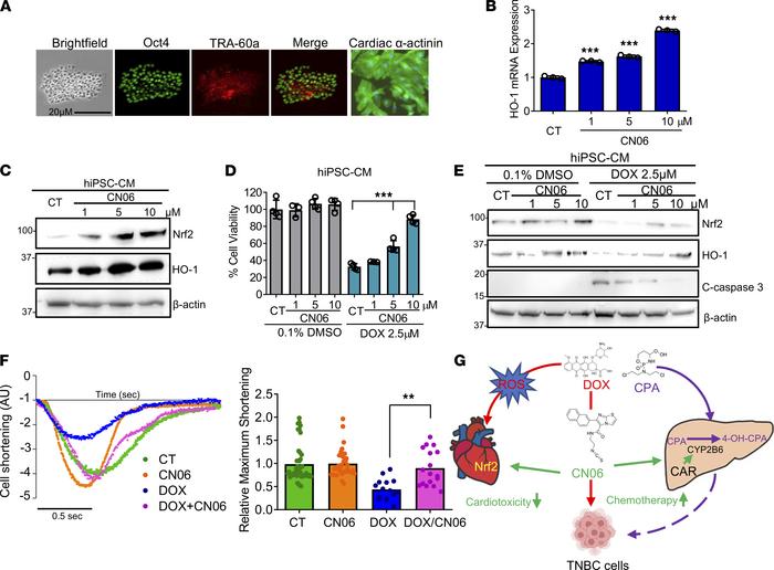 CN06 protects DOX-induced cell death and impaired contractility in hiPSC...
