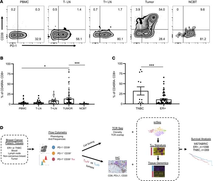 PD-1+CD39+CD8+ T cells in BC patient tissues.
(A) Single-cell suspension...