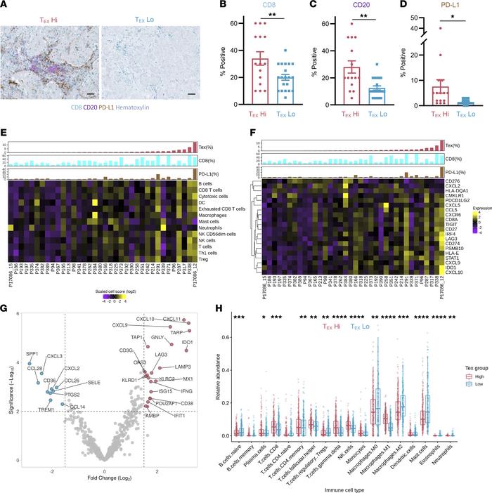Altered immune TME in TEXhi breast tumors.
ER+ breast tumors defined as ...