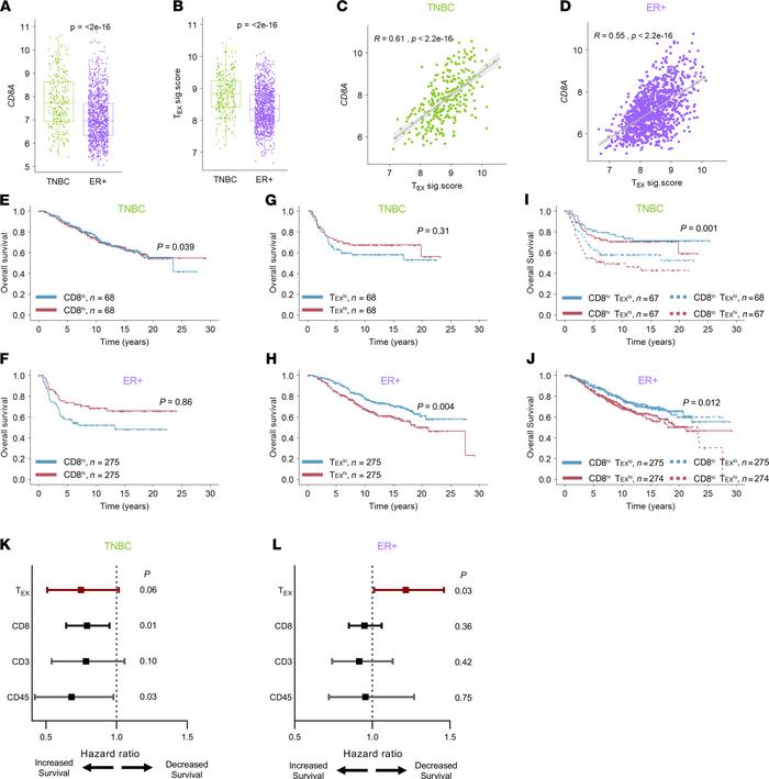 TEXhi tumors denote decreased survival in ER+ BC.
METABRIC tumors were u...