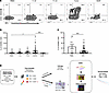 PD-1+CD39+CD8+ T cells in BC patient tissues.