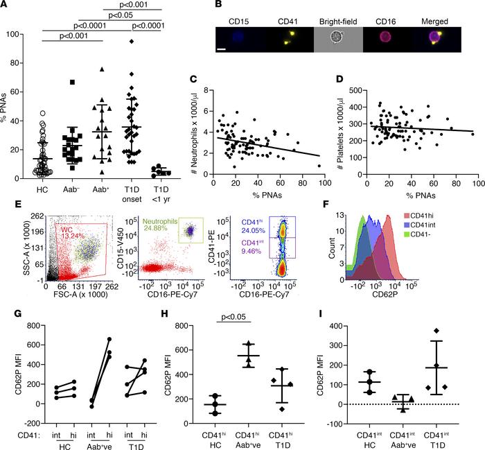 Circulating PNAs increase during T1D development in humans.
(A) PNAs in ...