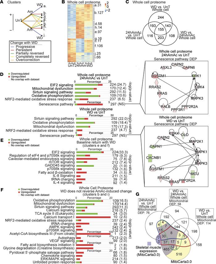 Whole-cell proteomics responses during hyperammonemia and following ammo...