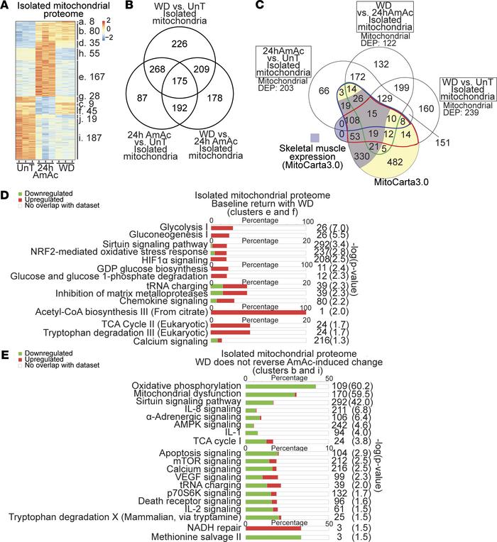 Proteomics from mitochondria isolated from myotubes during hyperammonemi...