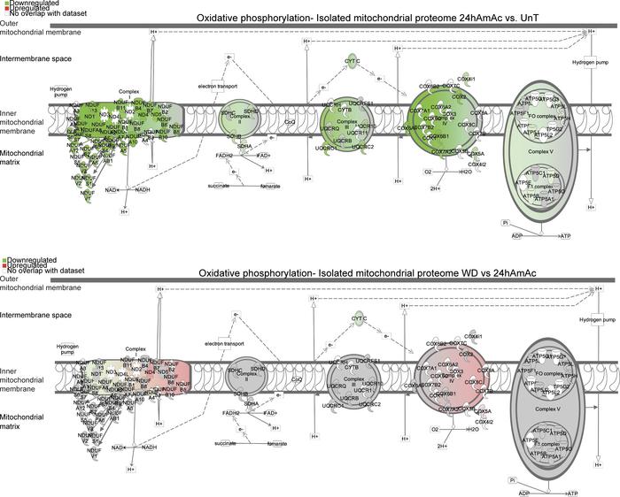 Oxidative phosphorylation pathways during hyperammonemia and following a...