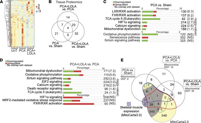 Skeletal muscle proteome from hyperammonemic or control rats with and wi...