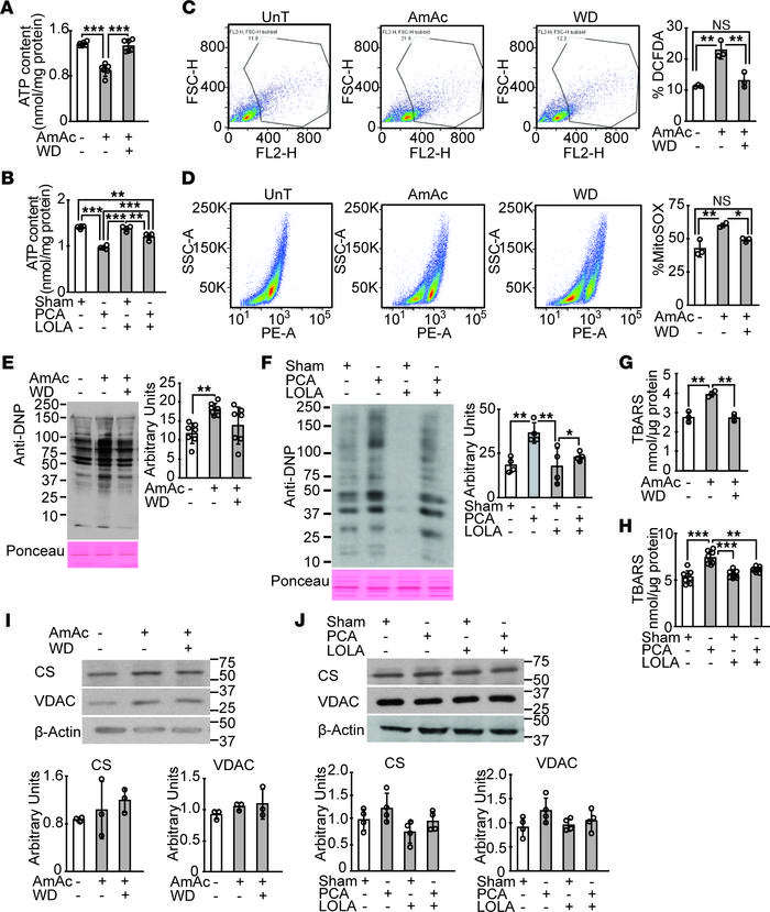 Reduction in ATP content and increased mitochondrial free radicals and o...