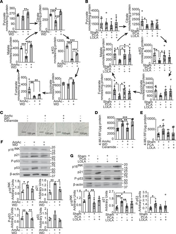Reduced intermediary metabolites and postmitotic senescence reversed by ...