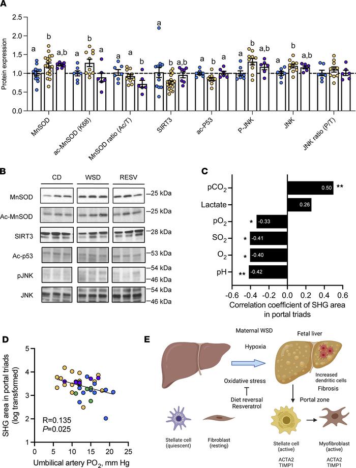 Effects of resveratrol on NHP fetal hepatic oxidative stress proteins.
Q...