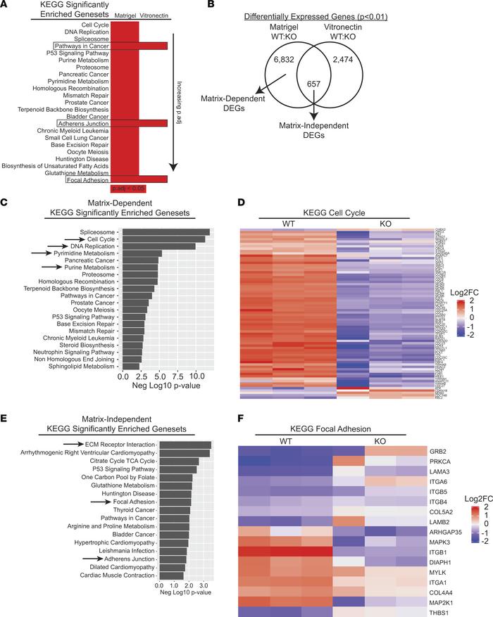 Differential gene expression in WT and integrin β1–KO A549 cells.
(A) WT...