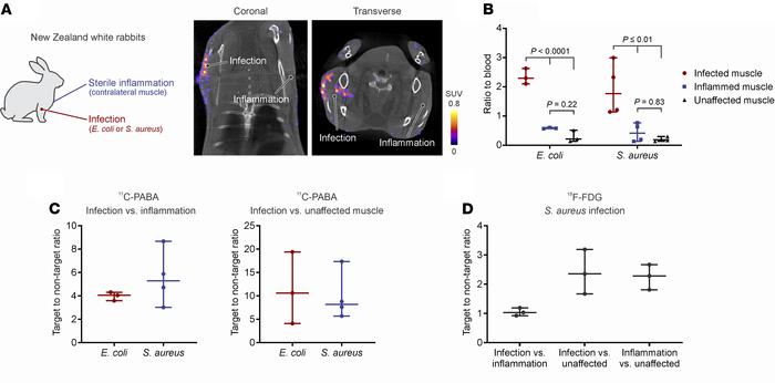
11C-PABA PET/CT imaging in a rabbit myositis model.
(A) New Zealand whi...