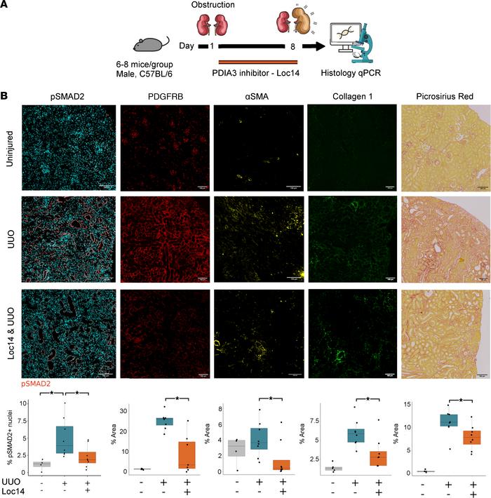 Inhibition of PDIA3 reduces SMAD2 phosphorylation, fibroblast proliferat...
