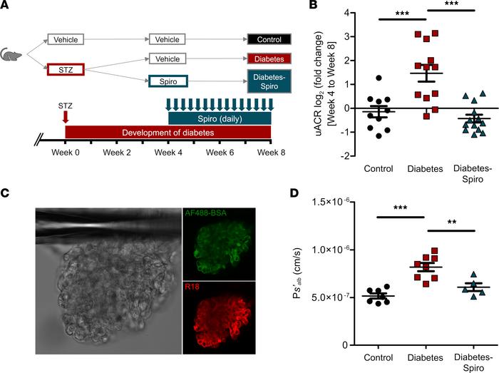 Development of albuminuria and increased glomerular permeability in earl...