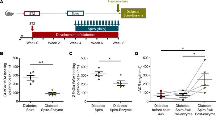 The effect of MR antagonism in preventing the diabetes-induced increase ...
