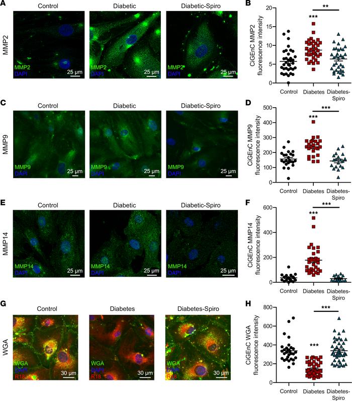 Exposing human GEnC to diabetic conditions resulted in MMP upregulation ...