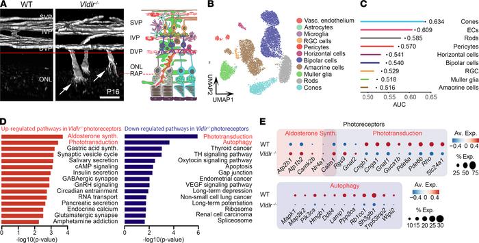 Phototransduction and autophagy are dysregulated in the murine Vldlr–/– ...