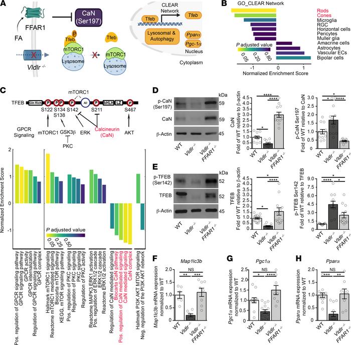 Free fatty acid receptor 1 suppresses TFEB.
(A) Schematic representation...