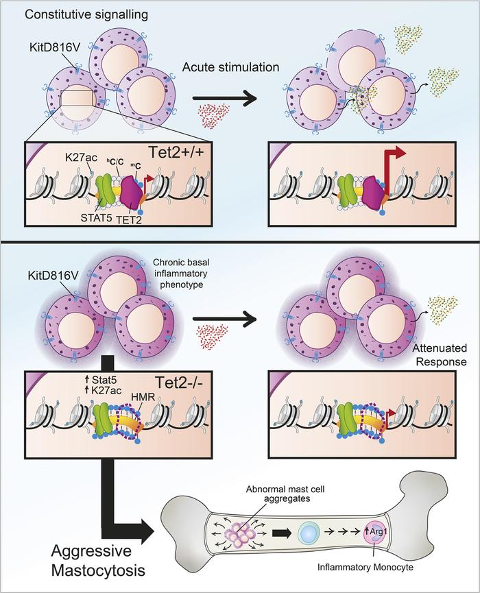 graphical abstract