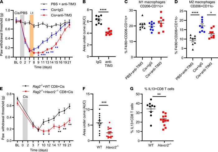 In vivo, TIM3+CD8+ T cells promote resolution of CIPN.
(A) Male and fema...