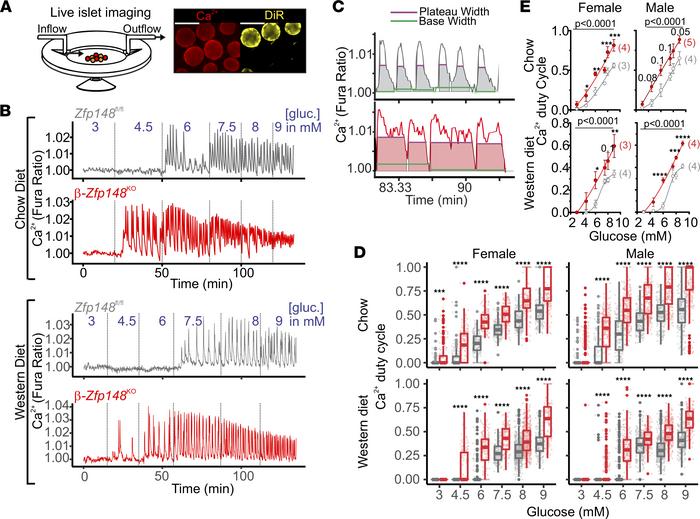 β-Zfp148KO islets show improved glucose sensitivity and altered Ca2+ dut...