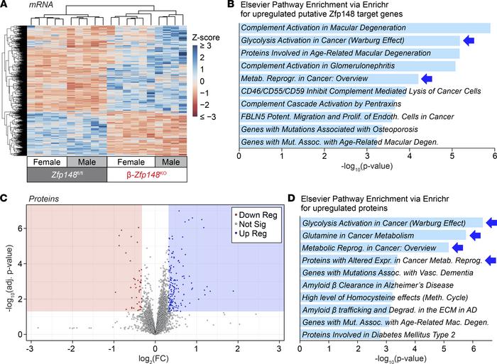 Altered expression of metabolic genes and proteins in β-Zfp148KO and con...