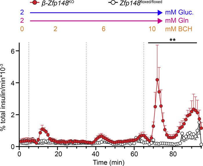 Enhanced insulin secretion from mitochondrial PEP in β-Zfp148KO islets.
...