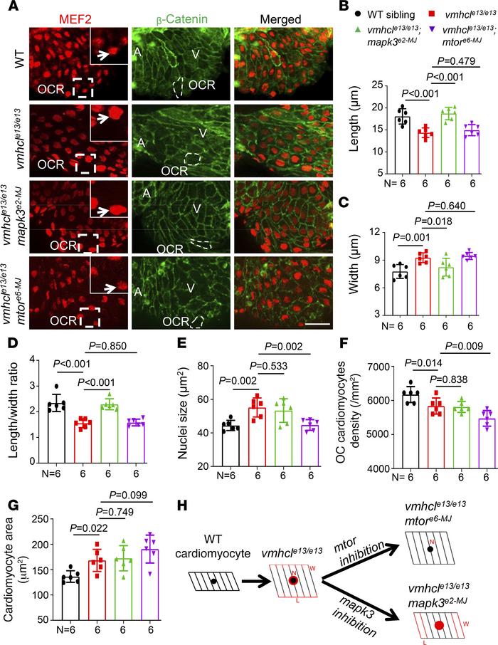 Distinct cellular effects of mtor and mapk3 inhibition on the VEC model....