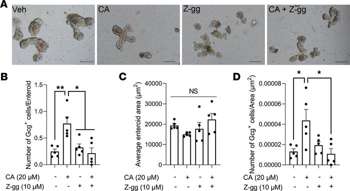 CA treatment increases GLP-1+ EEC number in an FXR-dependent manner.
(A–...