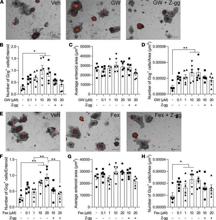 FXR agonist treatment increases GLP-1+ EEC number and density.
(A–H) Two...