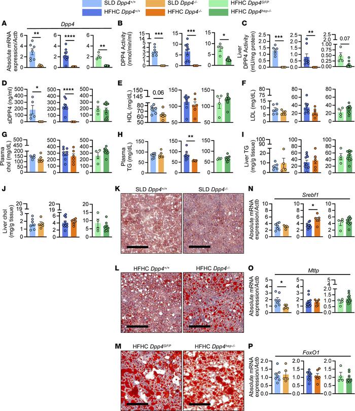 Plasma and liver lipid profiles remain largely unchanged between genotyp...