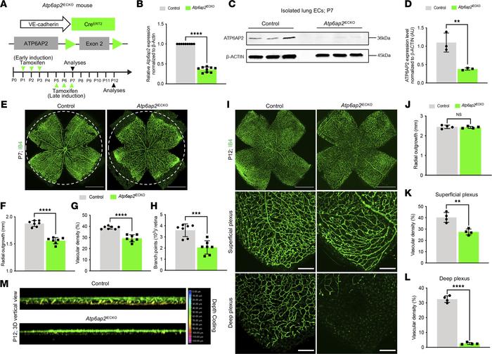 Defective retinal angiogenesis in EC-specific Atp6ap2-KO mice.
(A) Strat...