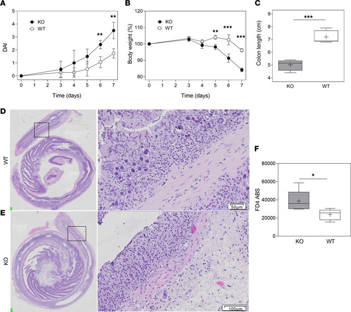 CMKLR1-KO mice show severe intestinal damage in an acute DSS-induced col...