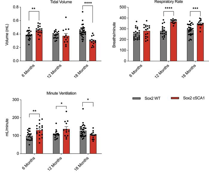 Neuromuscular respiratory failure in cSCA1 mice crossed with Sox2-Cre.
W...