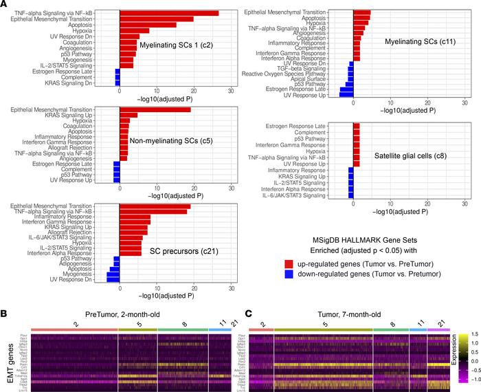 Enriched HALLMARK gene sets in 7-month-old tumor compared with 2-month-o...