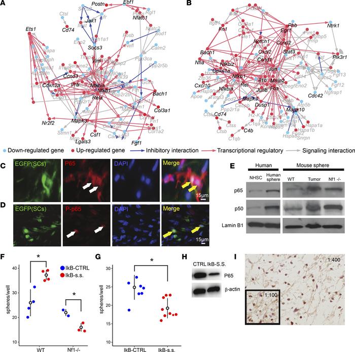 Network analysis predicting NF-κB–deregulated PNs confirmed by histologi...