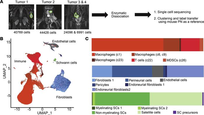Shared cell types between GEMM and human PNs.
(A) Schematic of experimen...