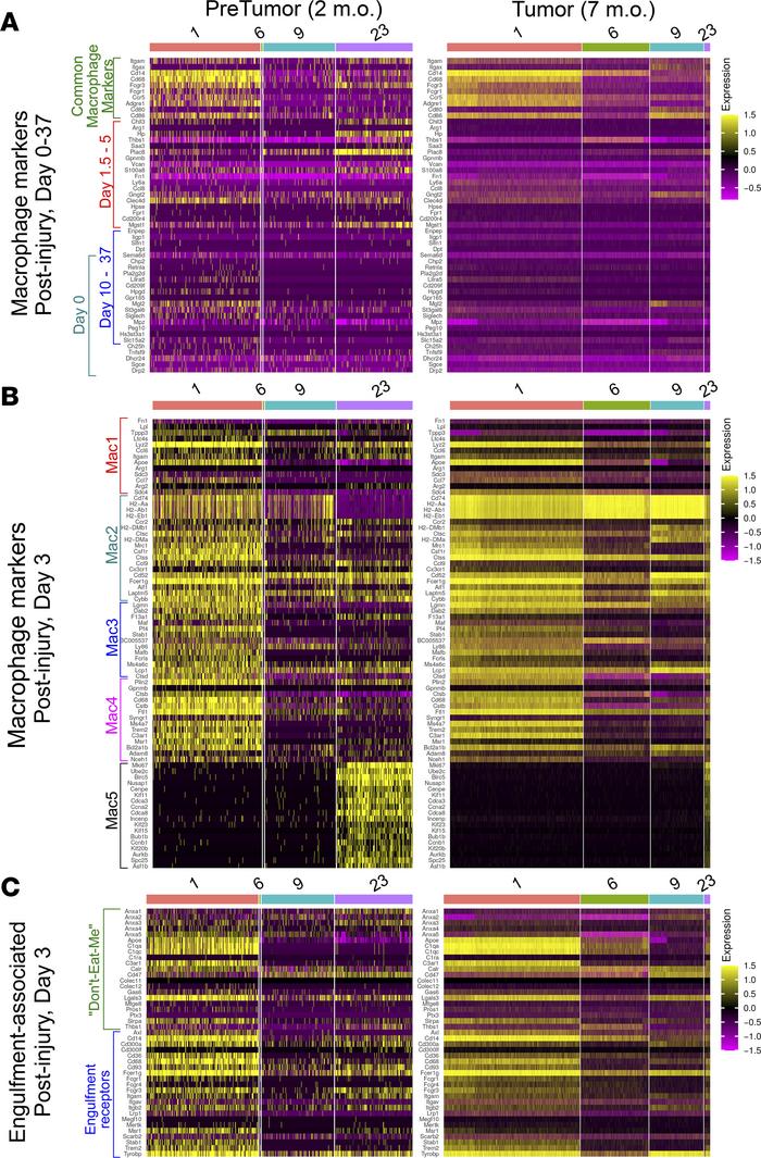 The gene expression pattens of macrophage clusters.
Based on (A) days af...