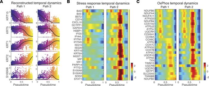 Upregulation of stress response and OxPhos are seen in the reconstructed...